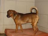 Dulik