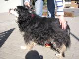 rexin