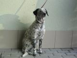 Tobi