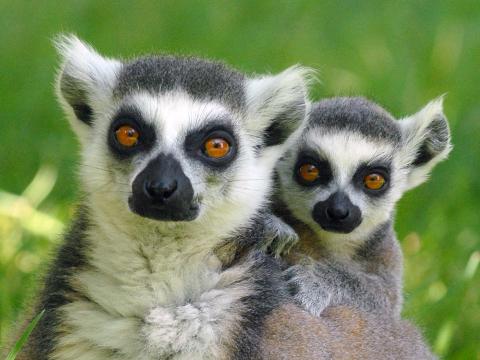 V Zoo Zlín přišla na svět dvojčata lemurů kata - ZLIN.CZ