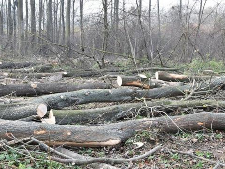 Cyklostezka do Kvasic je kvůli kácení stromů uzavřená