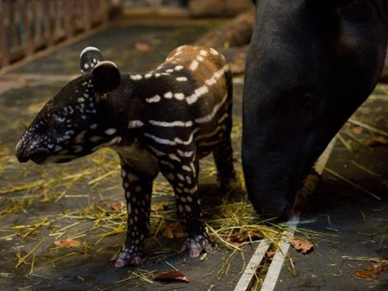 Zlínská zoo se raduje z třetího mláděte tapíra čabrakového